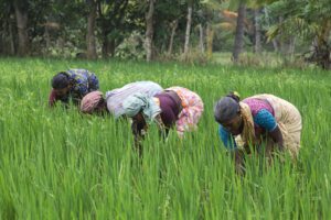 Onam is an ancient festival of harvest.