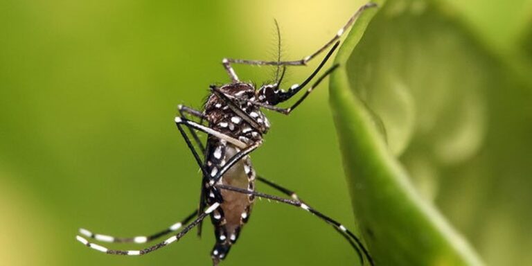 Rise of dengue cases in Karnataka