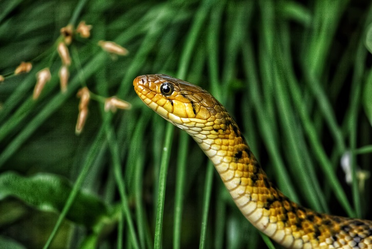 A checkered keelback snake after its rescue and rehabilitation at Parassinikadavu Snake Park in Kannur. (Sourced)