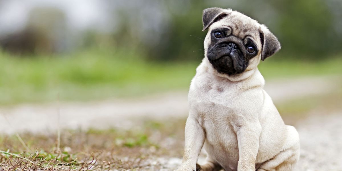 ‘Pugs’ Wearing Breathing Apparatus to Warn Bangaloreans That Flat-Faced Breeds Suffer for Life