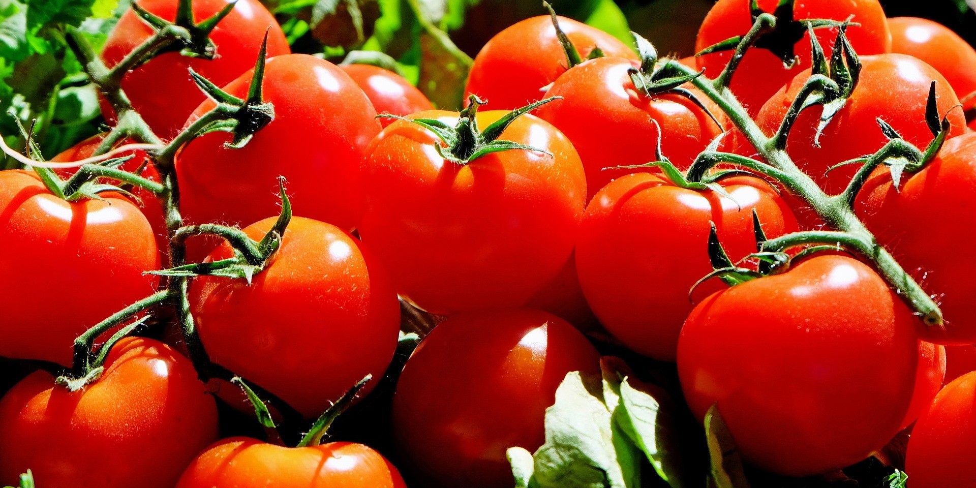 tomatoes In the Kurnool district in Andhra Pradesh, the wholesale price of poor-quality tomatoes has crashed to a low of ₹6 per kg.