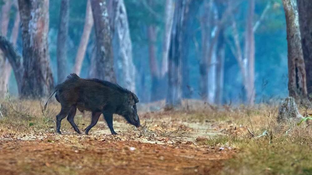 wildboar_hadleerenjith_kabini_IMG_9795_crop (1) (1) A wildboar in Wayanad. Photo: Hadlee Ranjith
