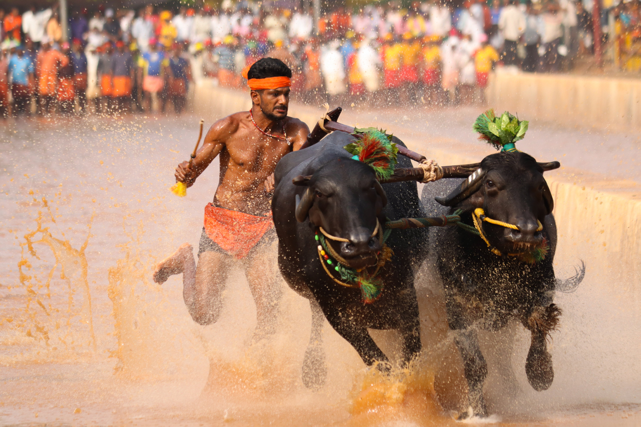 Bangalore Kambala