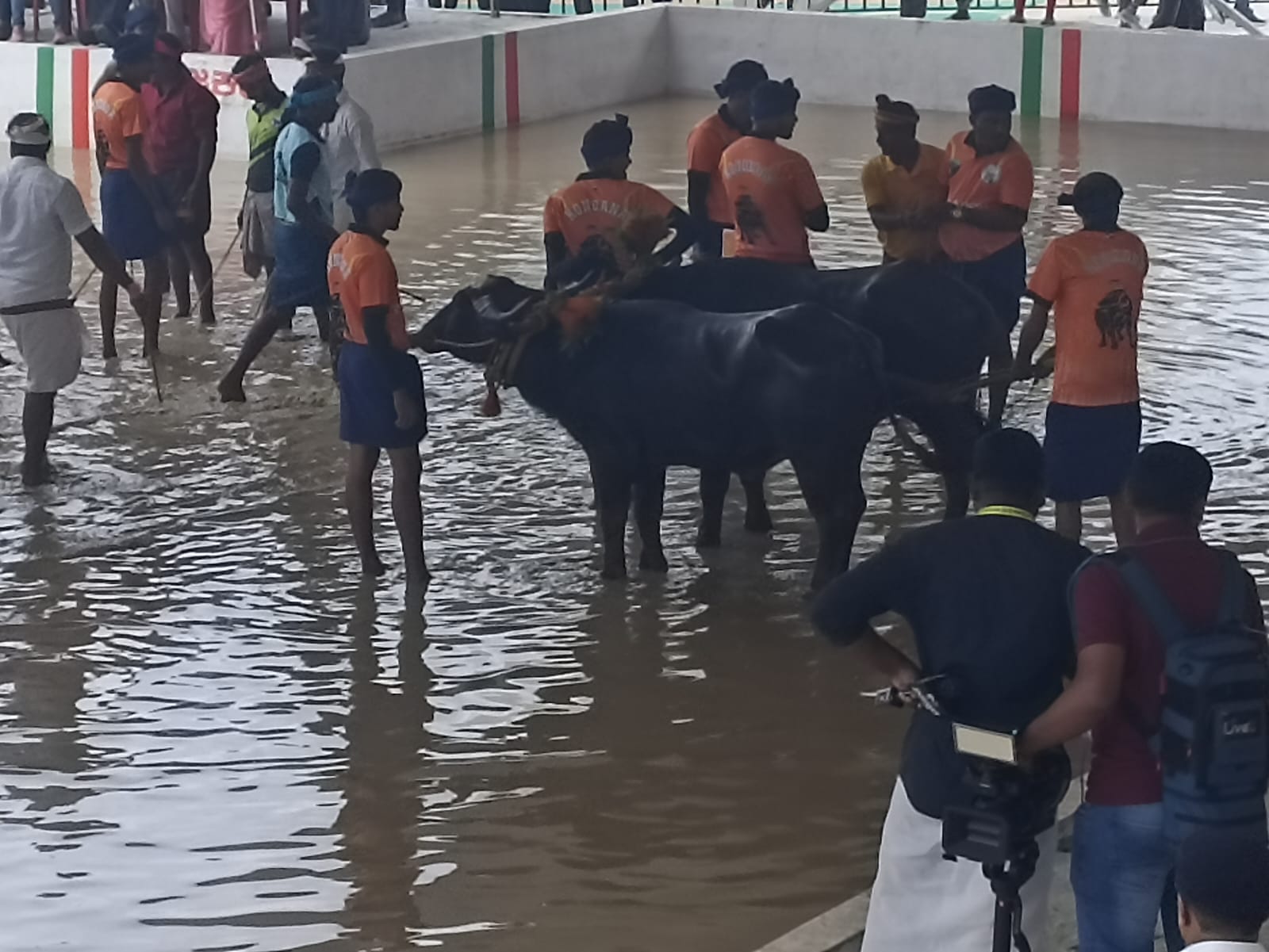 Buffaloes getting ready for the Kambala race