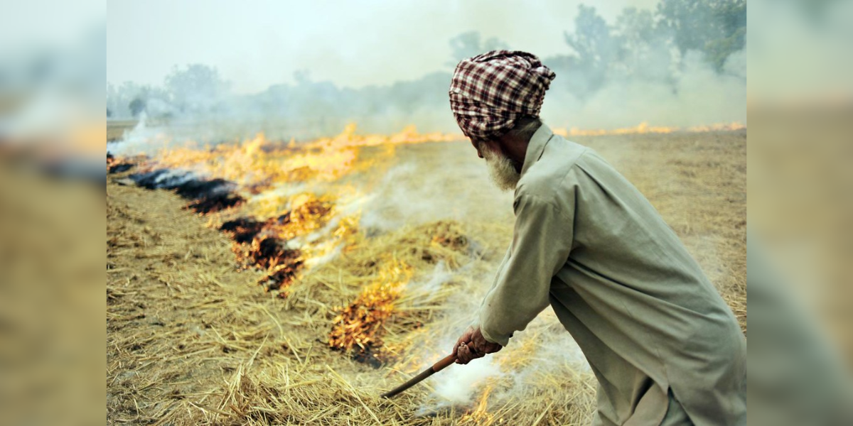 Punjab saw the highest number of stubble-burning cases on 2 November. (Commons)