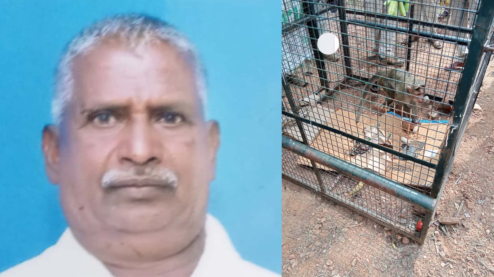 Monkey bite death Davangere: Deceased Guthyappa Rangappa and the captured monkey. (Supplied)