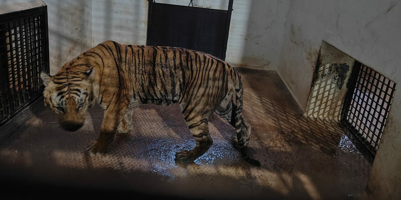 Koorgalli Bandipur Tiger Reserve Forest Officials Mysuru Tiger Operation