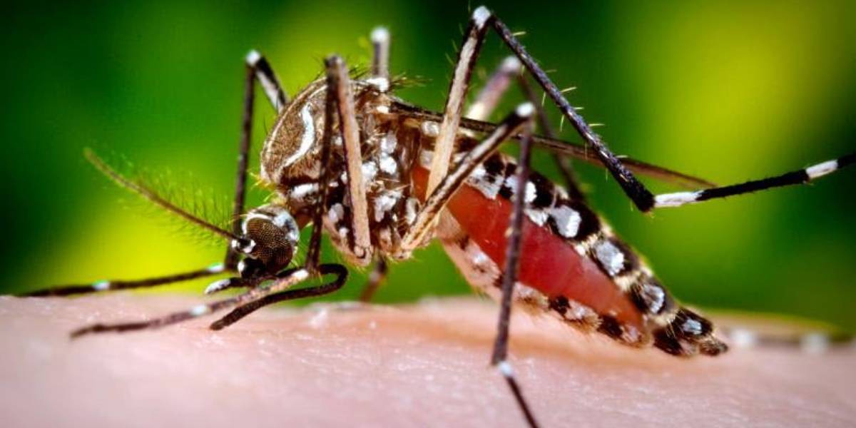 Zika virus in Thalassery The curious case that forced the closure of a Kerala court complex — medical team now knows the culprit