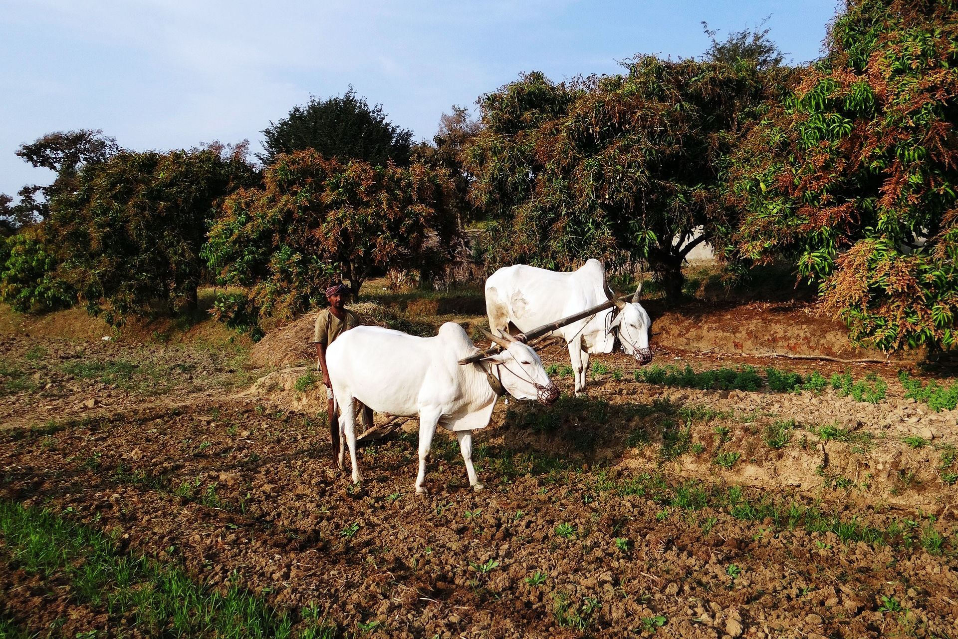 ECI clears release of Rythu Bandhu funds to farmers’ accounts, in a boost for BRS
