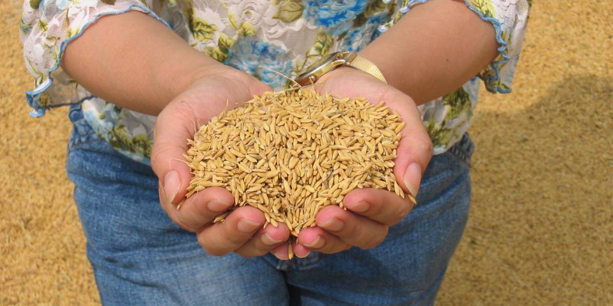 Rice wheat nutritional value