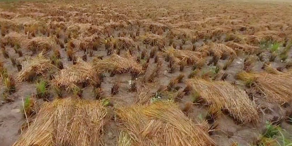 Farming fields got submerged due to heavy rains triggered by the cyclone. (Supplied) Farming fields were submerged due to heavy rains triggered by the cyclone in Andhra and Telangana. (Supplied)