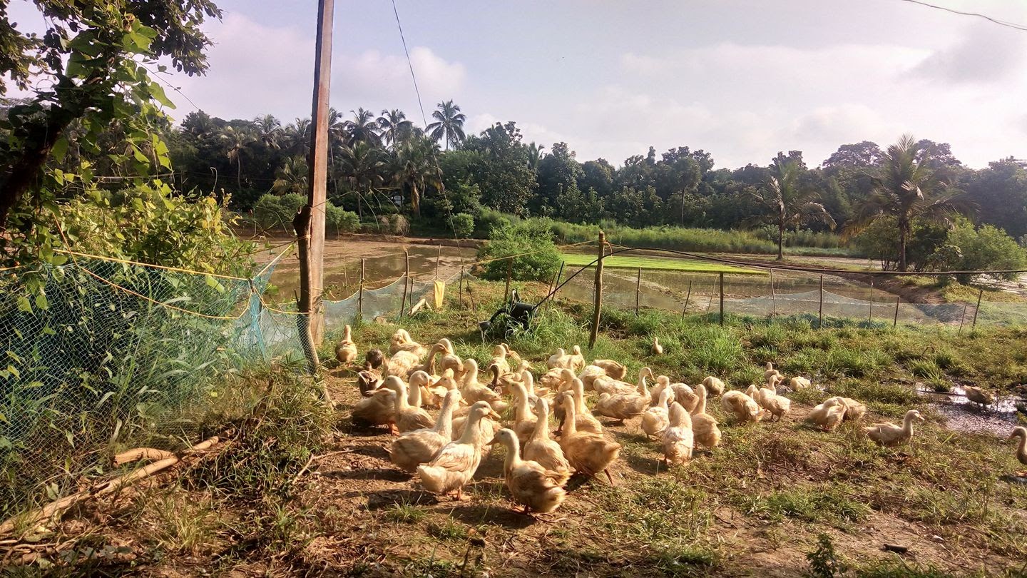 Ducks of Kuttanad. Photo: K A Shaji Ducks of Kuttanad.