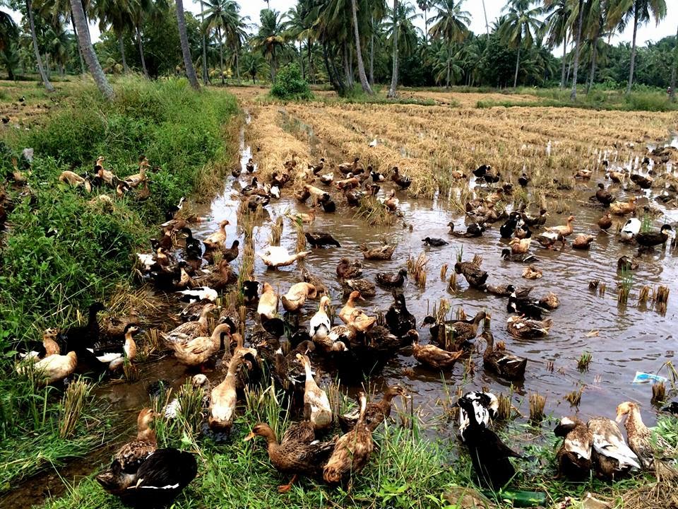 Ducks of Kuttanad. Photo: K A Shaji Ducks of Kuttanad. Photo: K A Shaji