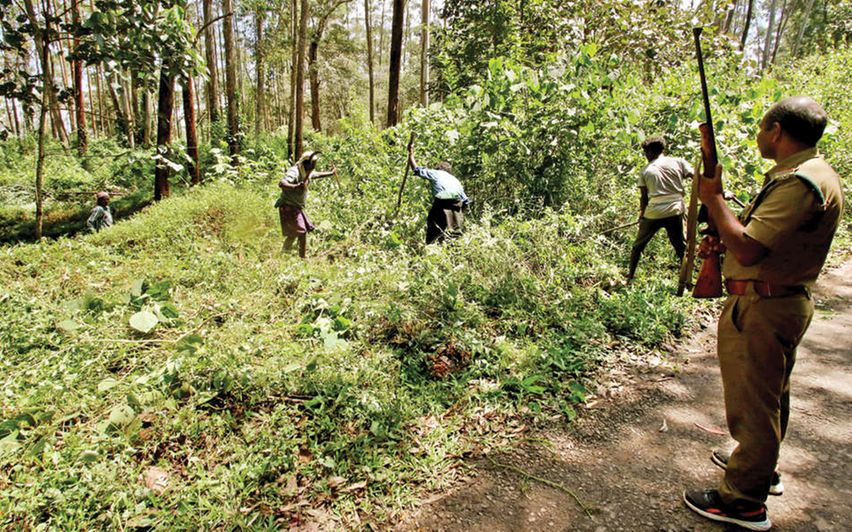 searchh Forest officials search for tiger in vakery in Wayanad. Photo: Supplied.