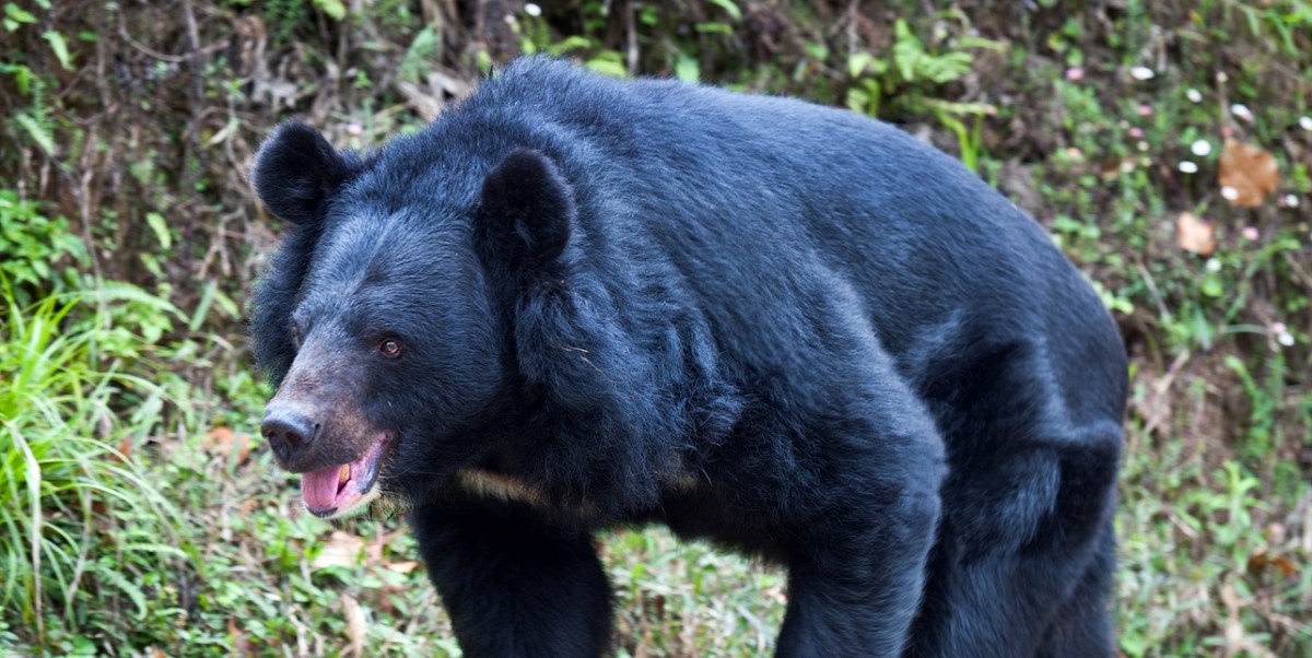 Adult bear in Wayanad