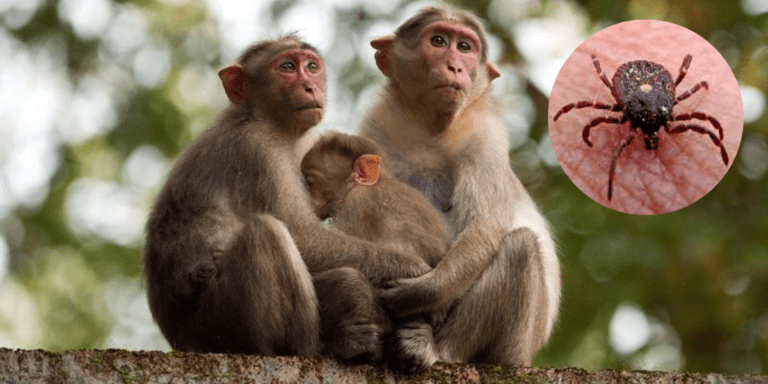 KFD, also known as Monkey Fever, is a tick-borne viral disease.