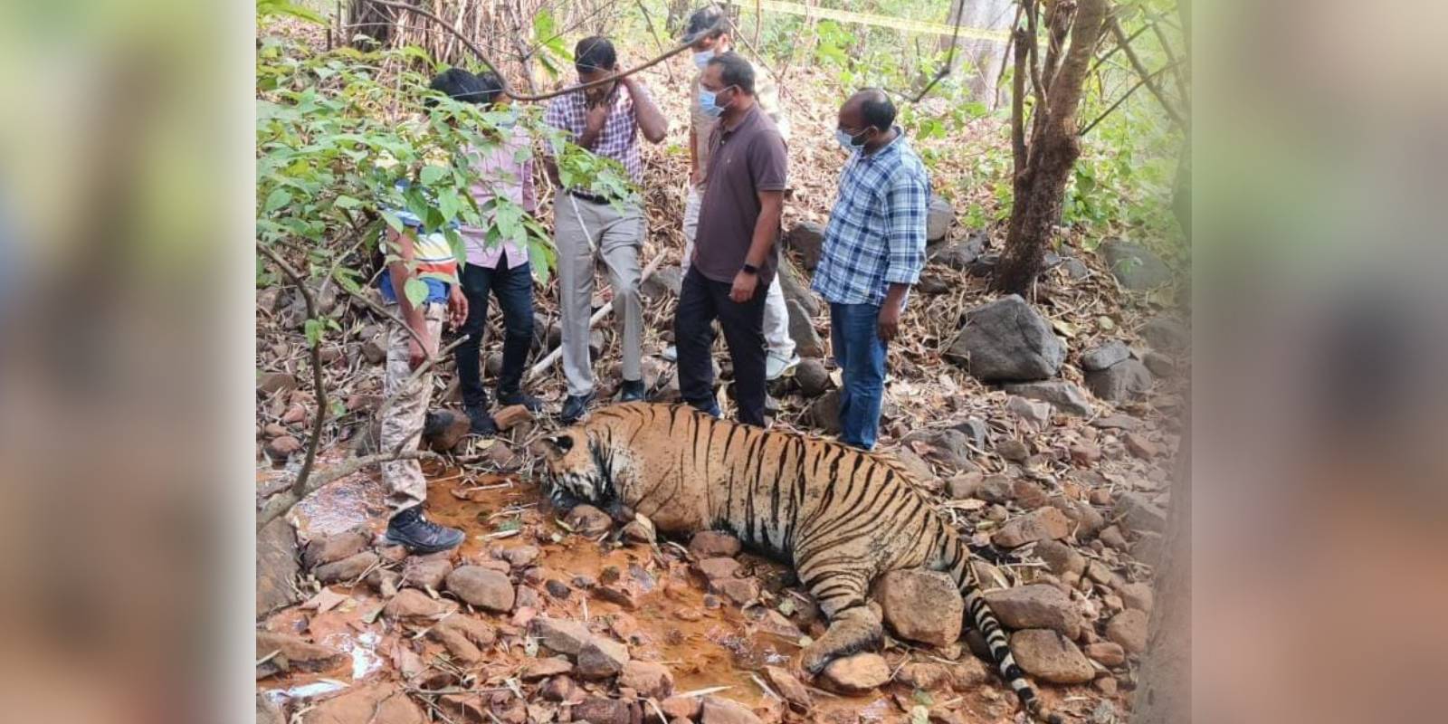 Forest officials with the tiger carcass Forest officials with the tiger carcass
