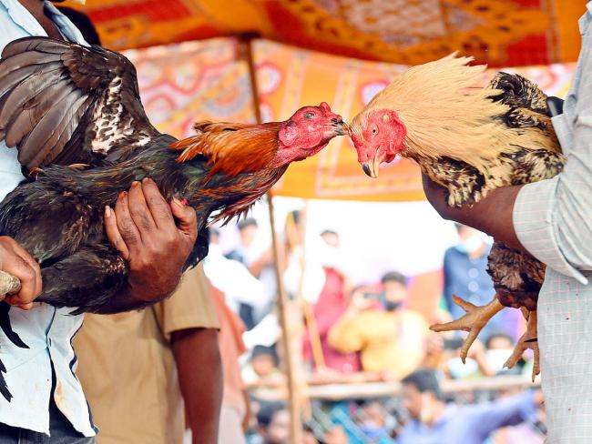 Kodi Pandalu. (Supplied)