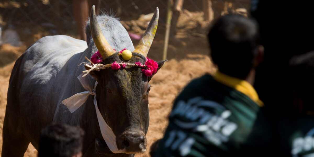 Manjuvirattu — the bull taming event Manjuvirattu — the bull taming event