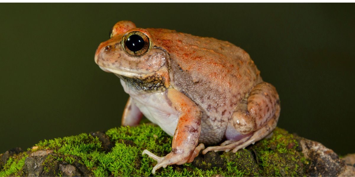 Sphaerotheca Varshaabhu, meaning a genus of frog which welcomes rain, has been attributed to its behaviour of coming out of burrows during the early showers. Sphaerotheca Varshaabhu, meaning a genus of frog which welcomes rain, has been attributed to its behaviour of coming out of burrows during the early showers.