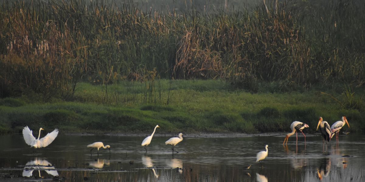Margazhi Birds Thiruvizha was curated by Care Earth Trust and Madras Photo Bloggers. (Mukesh Palaniappan)