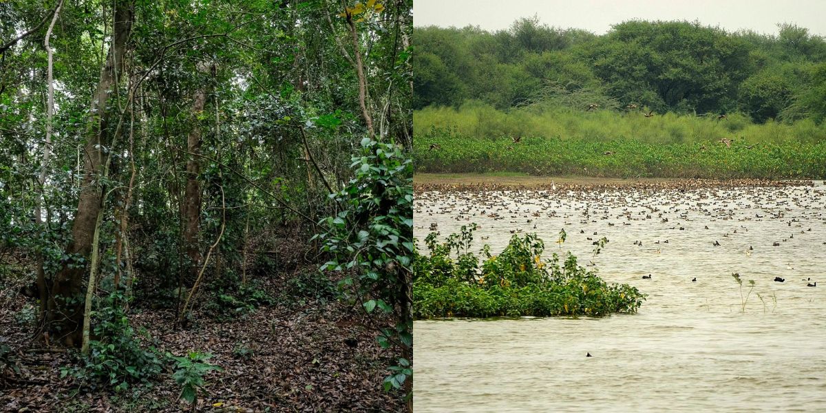 In a significant environmental stride, Tamil Nadu has added two more Ramsar sites, recognized globally for their ecological importance. (Facebook/Wikipedia)