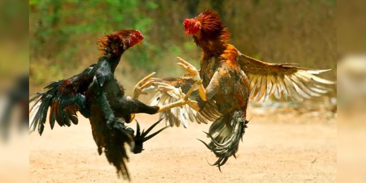 Cocks fighting in the cockpit in West Godavari. (Supplied) cock fighting