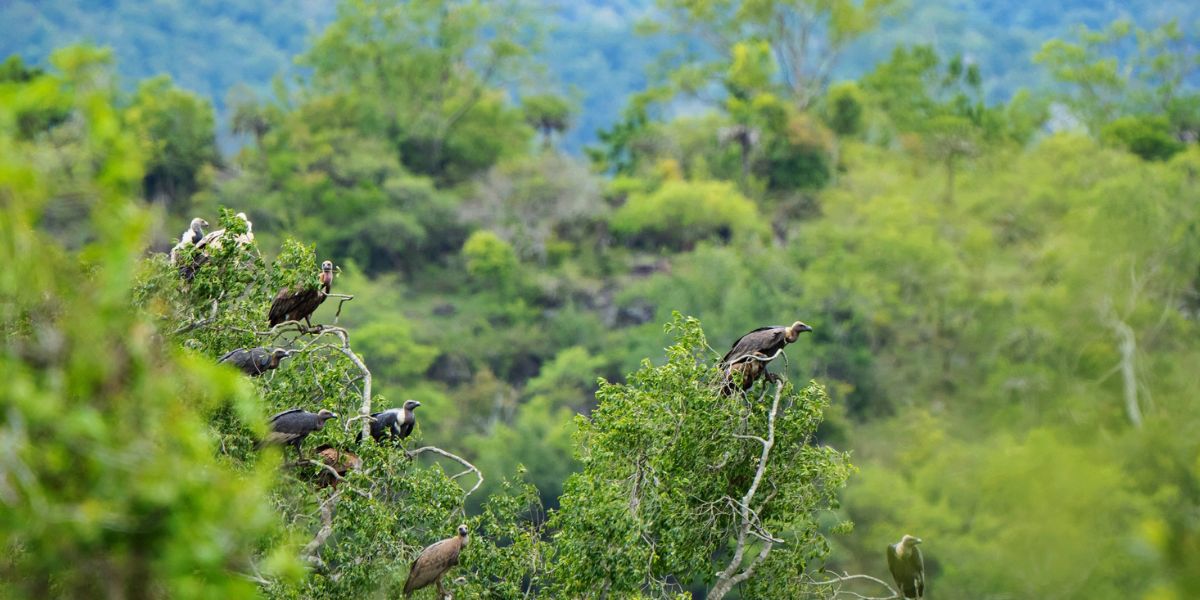 The first landscape synchronized population estimation was conducted on 25 and 26 February, 2023.