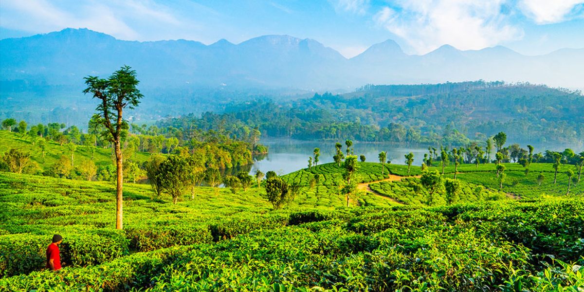 Untitled design (67) Munnar (keralatourism.org)