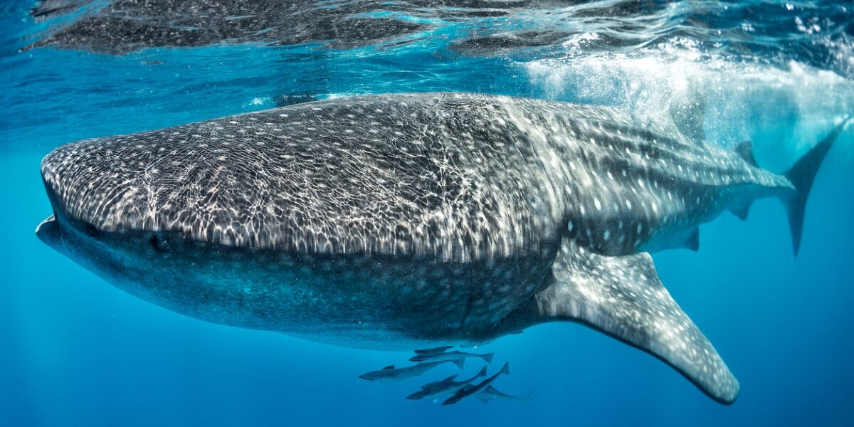Whale Shark Whale Shark