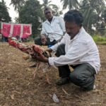 A man preparing his fighter cock for the Kodi Pandem