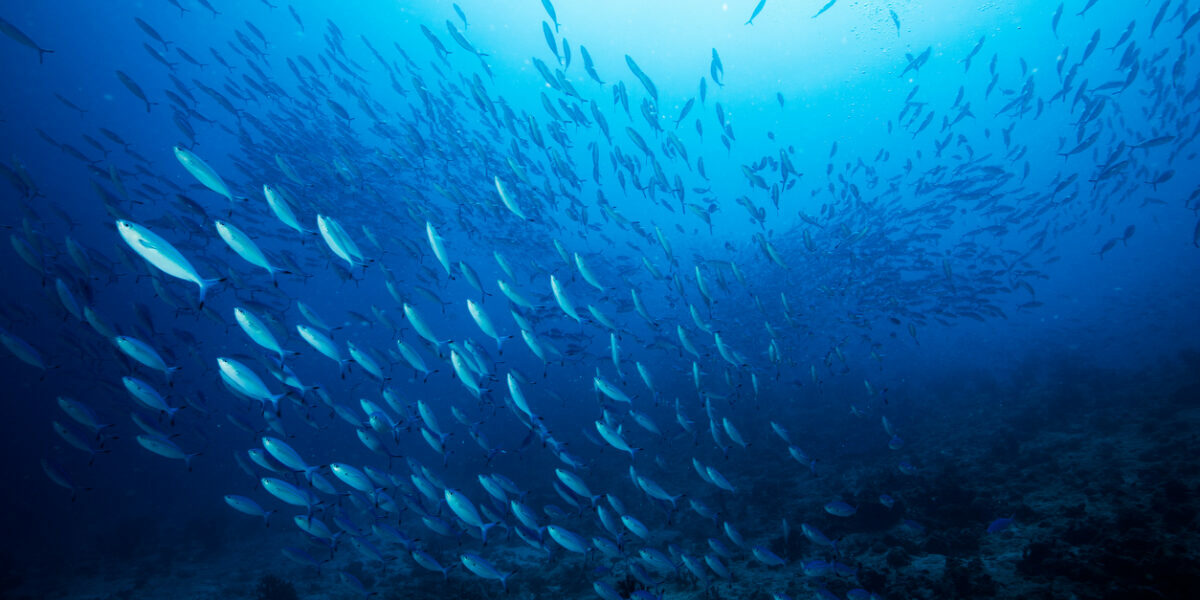 climate resilient fisheries