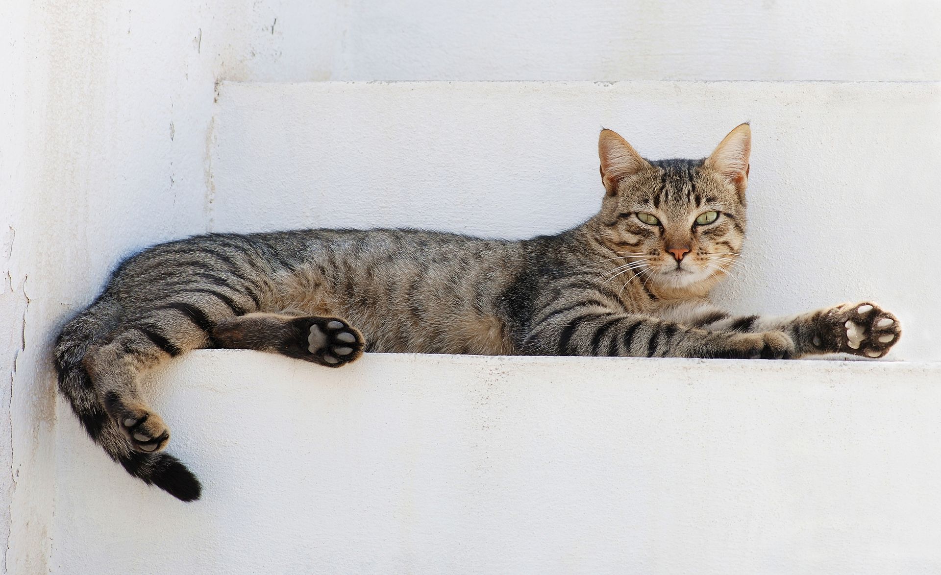 Assam youth overcome by hunger found eating raw flesh of cat in Malappuram. (Creative Commons)