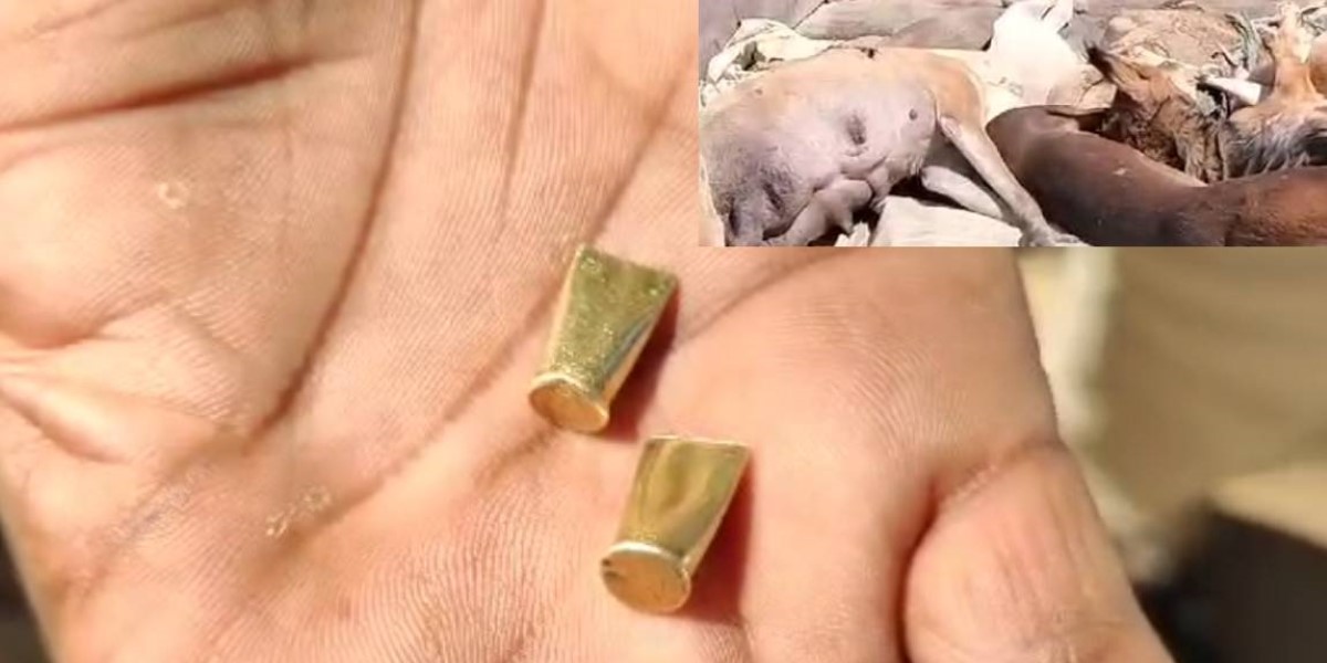 20 stray dogs shot dead in Telangana