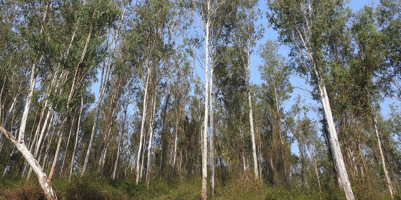 Eucalyptus trees. (Creative Commons) Eucalyptus trees. (Creative Commons)