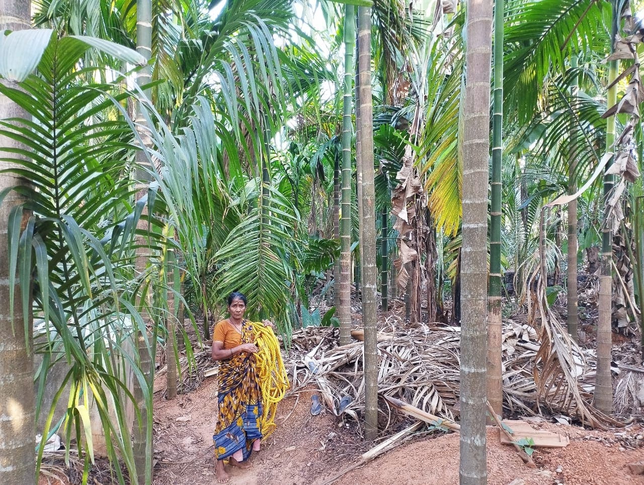 Gowri1 Grit and an eye for perfection drive Gowri Naik of Ganesh Nagar at Sirsi in Uttara Kannada district. (Supplied)