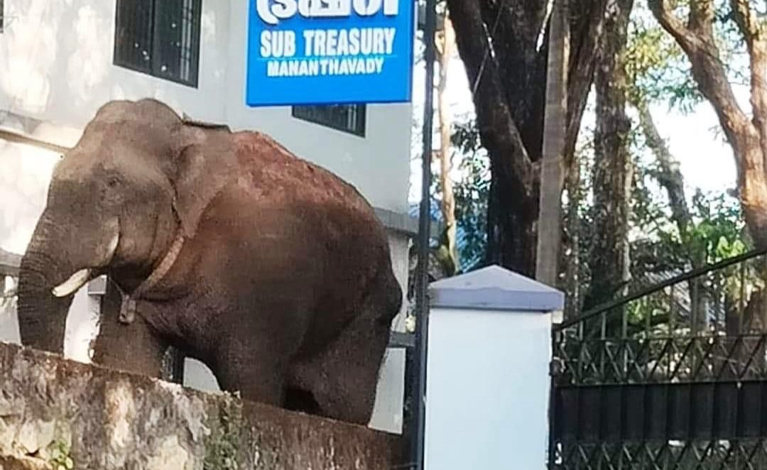 Karnataka tusker Thanneer komban