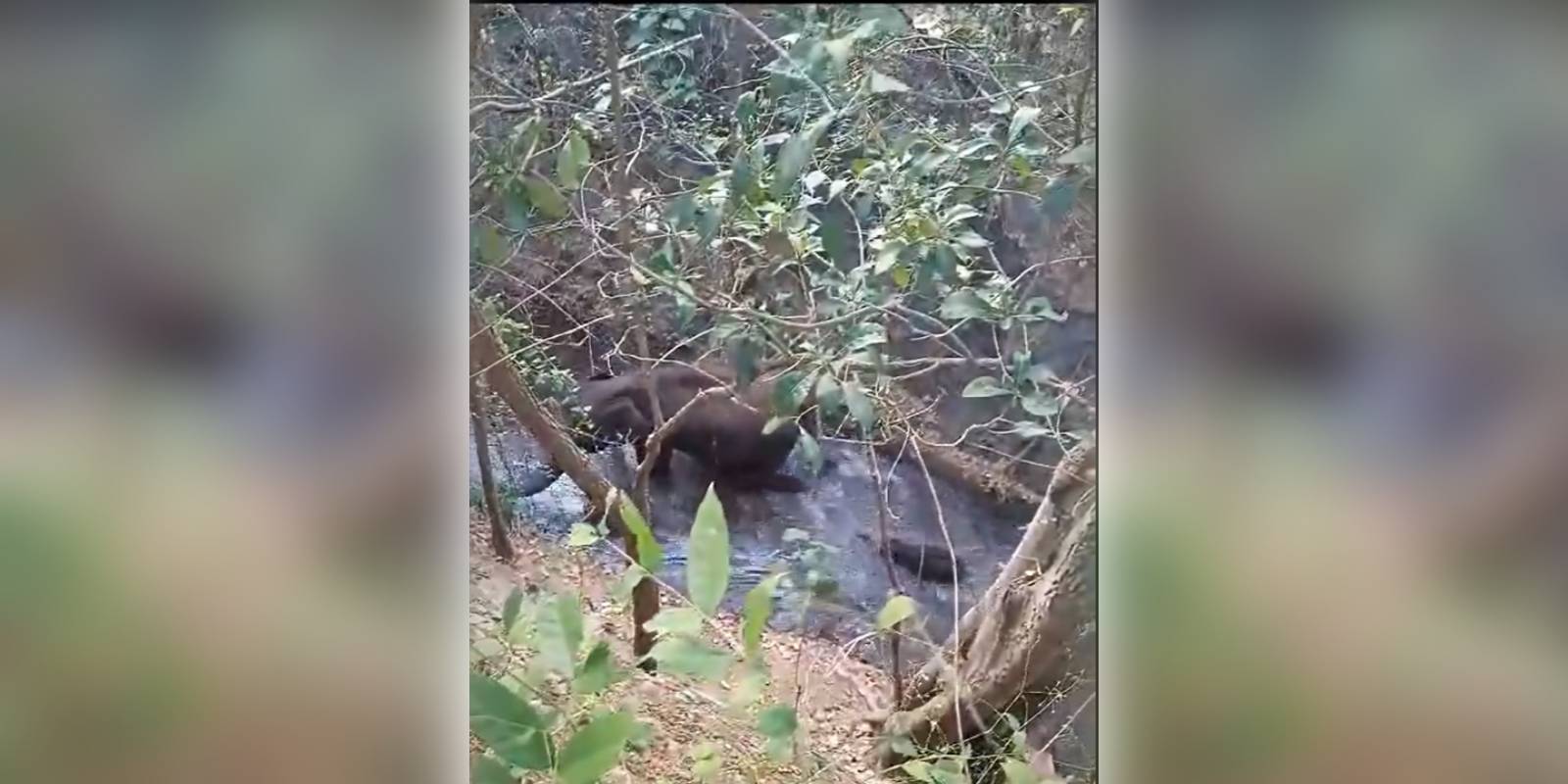 baby elephant rescue