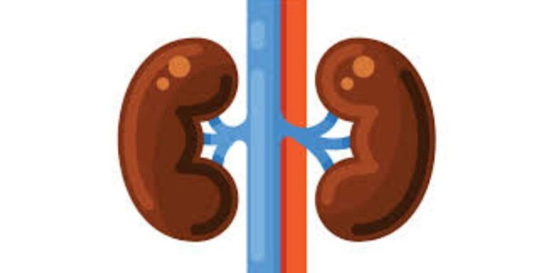 kidney