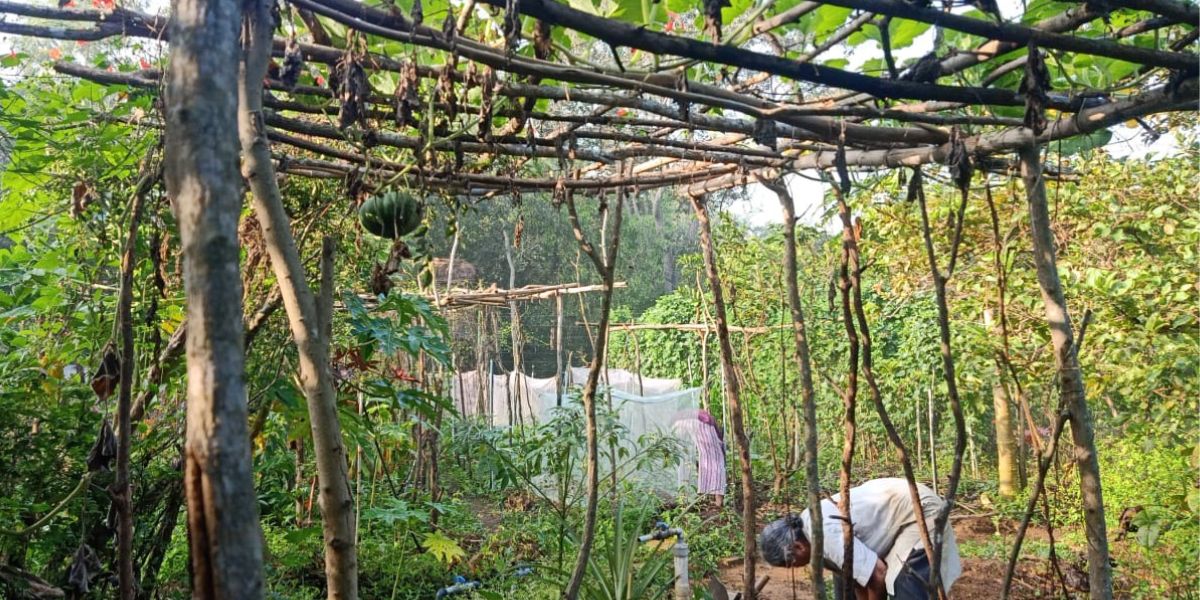 The Pebble Garden is not just a forest or farm, but a centre for regenerative land use. (South First/Joshua Eugine) The Pebble Garden is not just a forest or farm, but a centre for regenerative land use. (South First/Joshua Eugine)