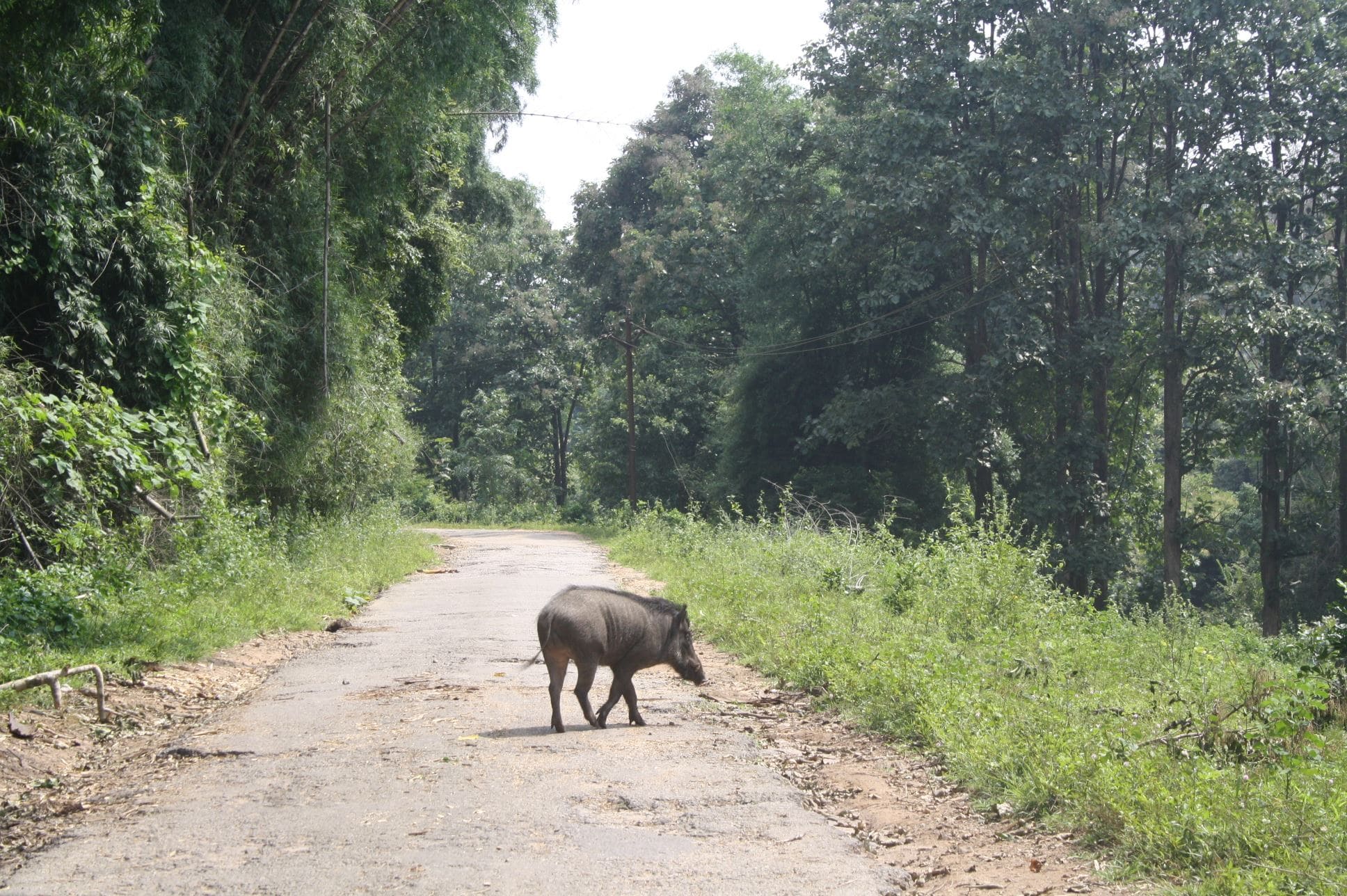 WildBoar One of the suggested amendments in the resolution passed recently by the Kerala Assembly was to declare or classify as vermin wild boars that come out of the forests and multiply in human-inhabited areas. (South First)