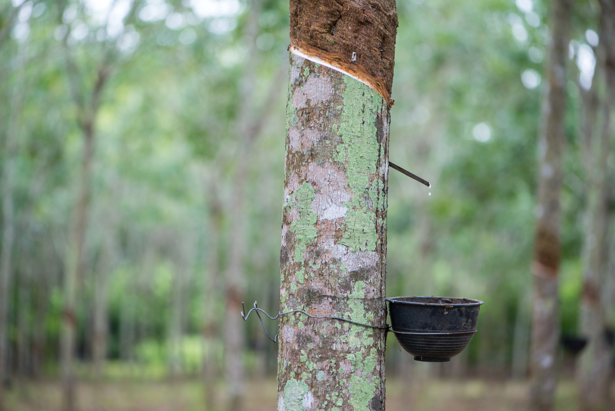 Rubber Latex extracted from rubber tree or Hevea Brasiliensis Kerala rubber farmers