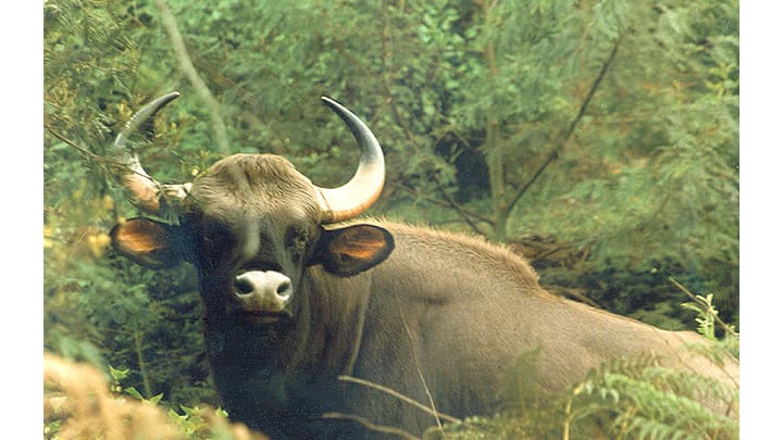 Bison An Indian gaur — bison — attacked Abraham, a 70-year-old farmer, at his farm in Kakkayam area of Kozhikode district around 3 pm. (Representational pic/Kerala Tourism)