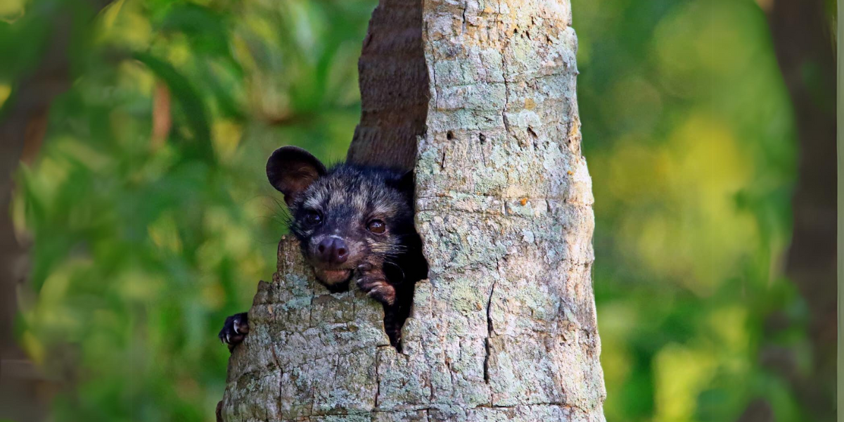 An Asian Civet Cat. Photo by Rahana Habeeb. An Asian Civet Cat. Photo by Rahana Habeeb.