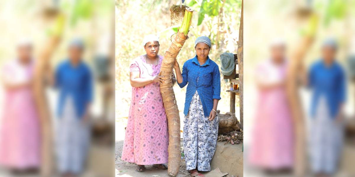 The Noorang team has so far cultivated 180 varieties of tubers in the 75 cents allotted for farming at the Irumbupalam tribal hamlet in Wayand's Begur. (Sourced)