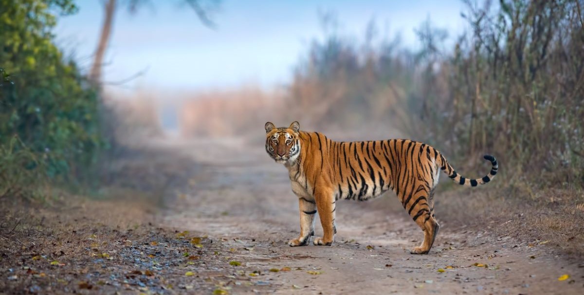 Tiger captured in Kannur
