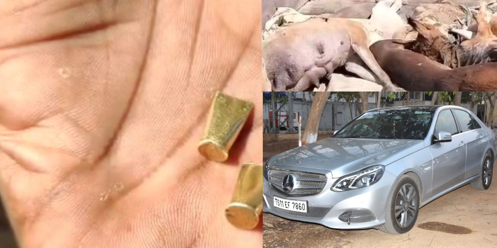 stary dogs shot revenge