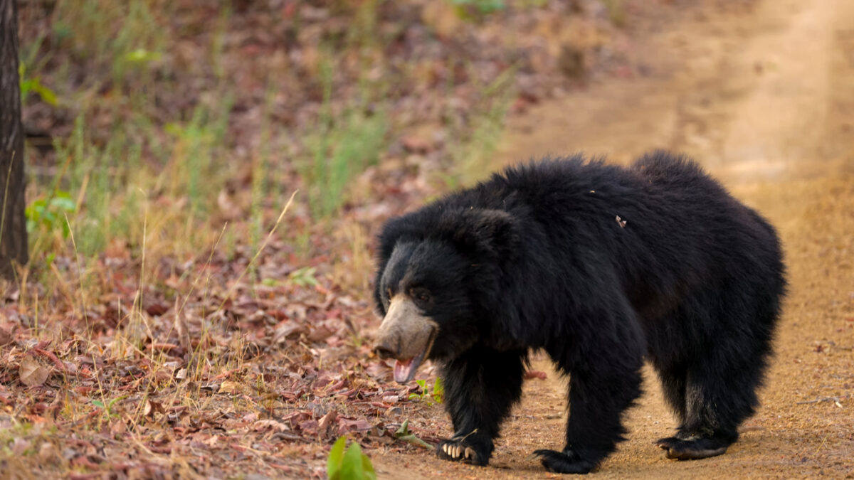 sloth bear (iStock)
