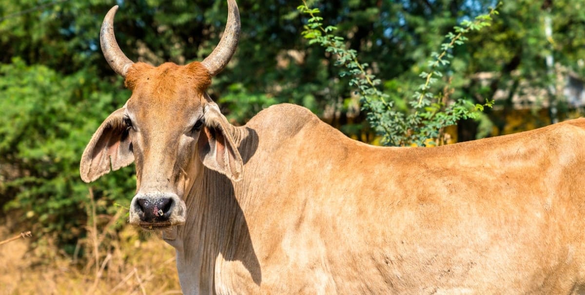 cow dies country bomb