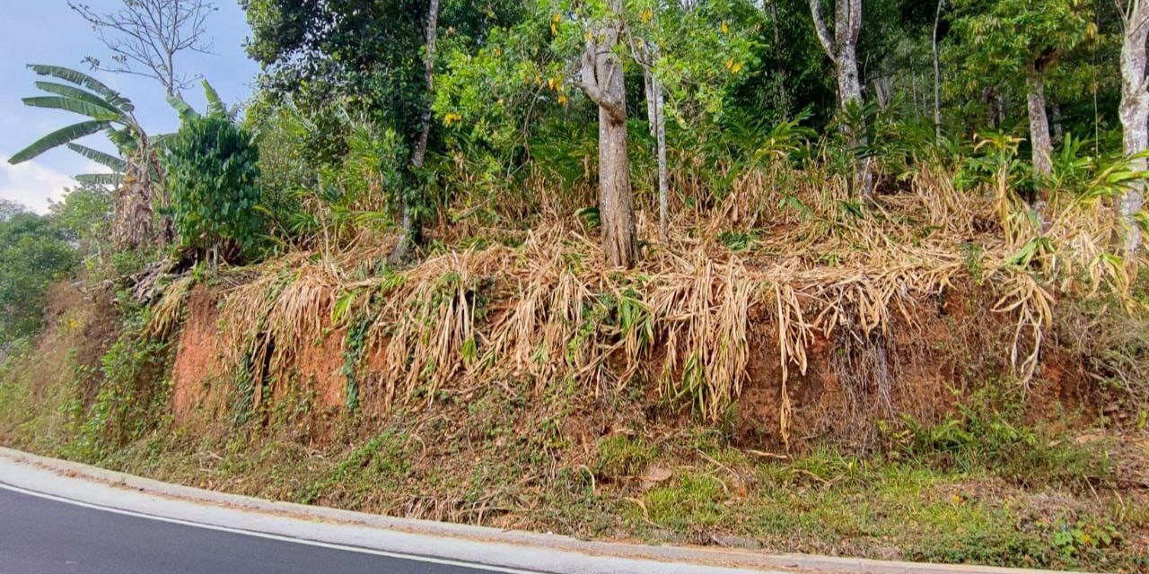 Damaged cardamom crops